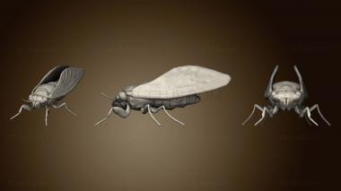 3D model Cicada 2 (STL)